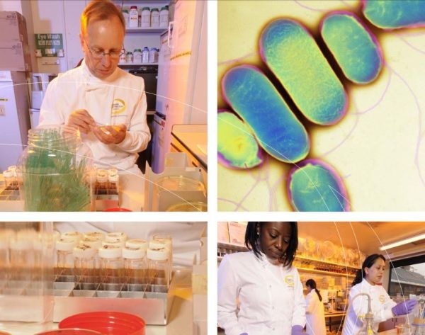Biological safety levels : Ranked from 1 to 4