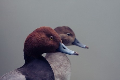 Ducks #ducks #gray