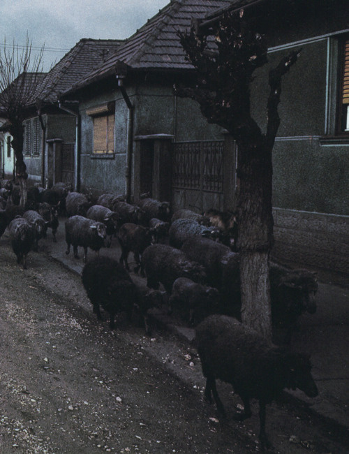 via russiancarpet #sheep #photography #black