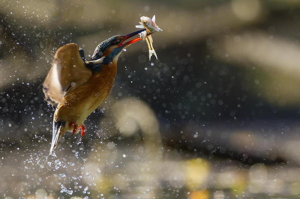 Double catch! #catch #double