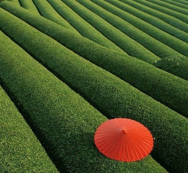 Kyoto Obubu Tea Plantation @ Japan #kyoto #obubu #tea #plantation
