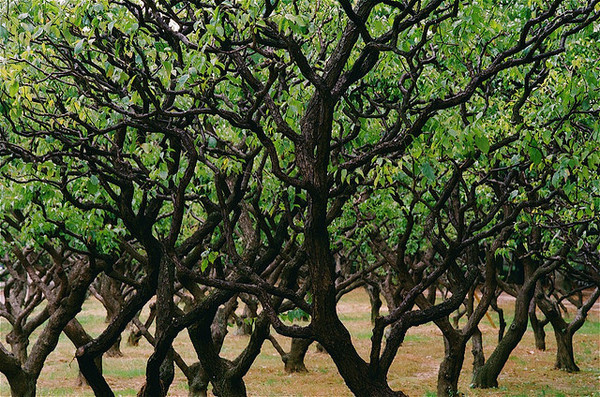 All sizes | CONTAX G1 | Flickr Photo Sharing! #nature #photography #color #green