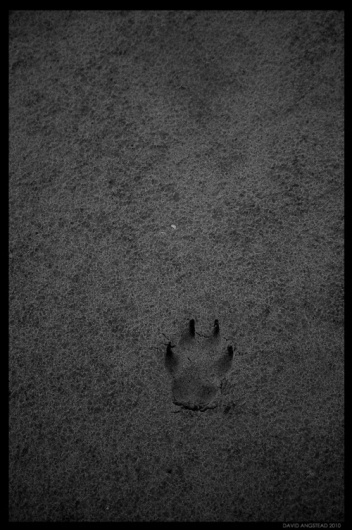 Photog - Society6 #paw #p #photography #sand #beach #grey