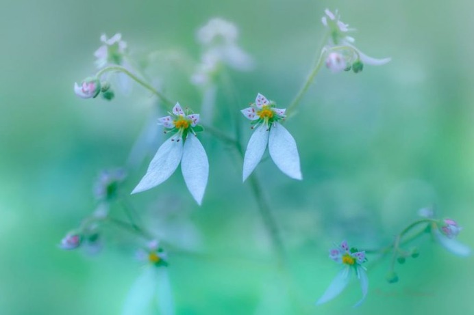 Candy Coloured Flowers Photography by Miyako Koumura