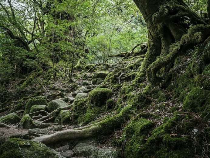 Yakushima - The Forest Spirit: Landscape Photography by Raphael Olivier