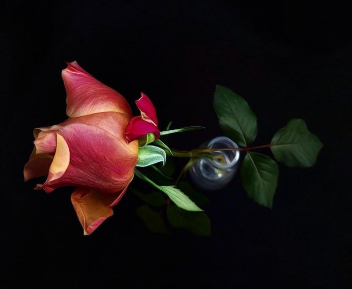 Fascinated iPhone Photos of Flowers by Barbara Nebel