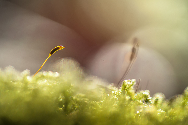 Macro Photography by Stephane Occhipinti #inspiration #photography #macro