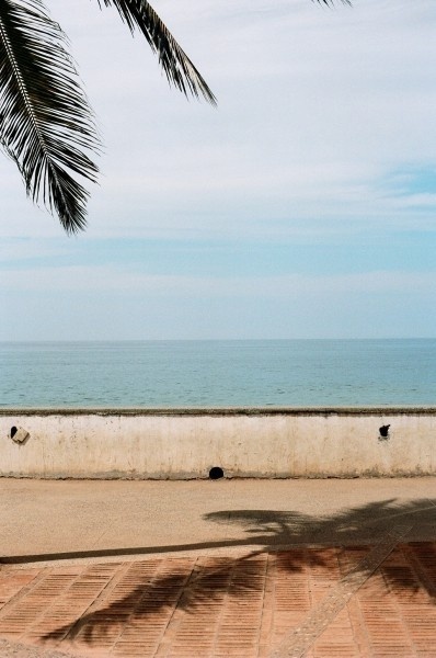 http://trevortriano.com/files/gimgs/th-39_39_palm.jpg #ocean #analog #tree #mexico #trevor #triano #photography #light