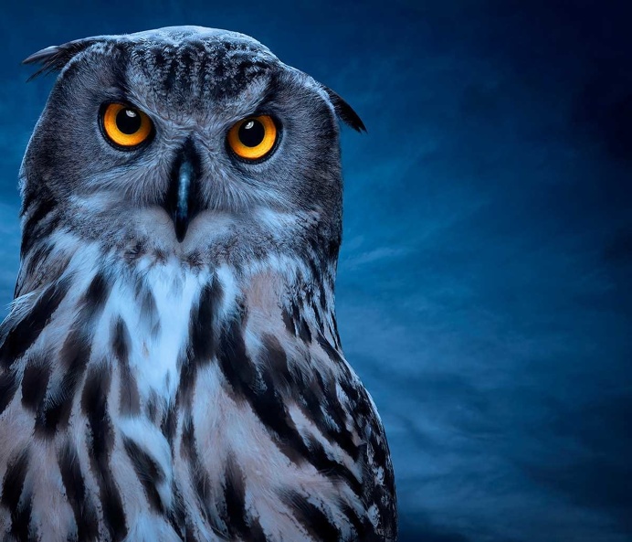 Birds of Prey: Fine Art Photography by Zack Seckler