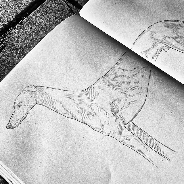 Pencil, Sketch, Illustration, Dog, Micheal Hanly