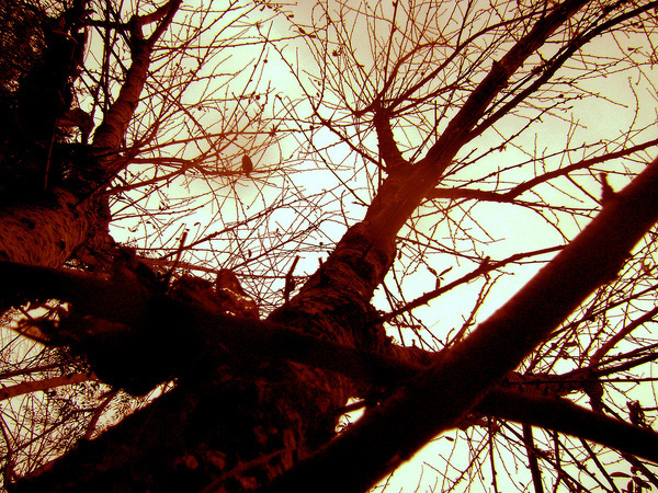 alvéolos #photo #tree