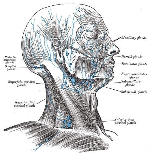 Gray602.png (PNG Image, 500 × 505 pixels) #grays #facial #muscles #anatomy