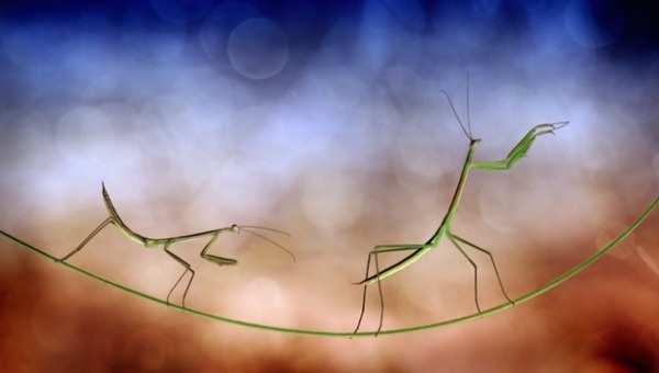 Nordin Seruyan #photography #inspiration #macro