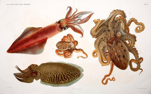 Cephalopodi #19th #naples #jatta #lithography #mollusca #malacology #octopus #lithograph #quid #century #marine #cephalopoda #giuseppe #animal #italy