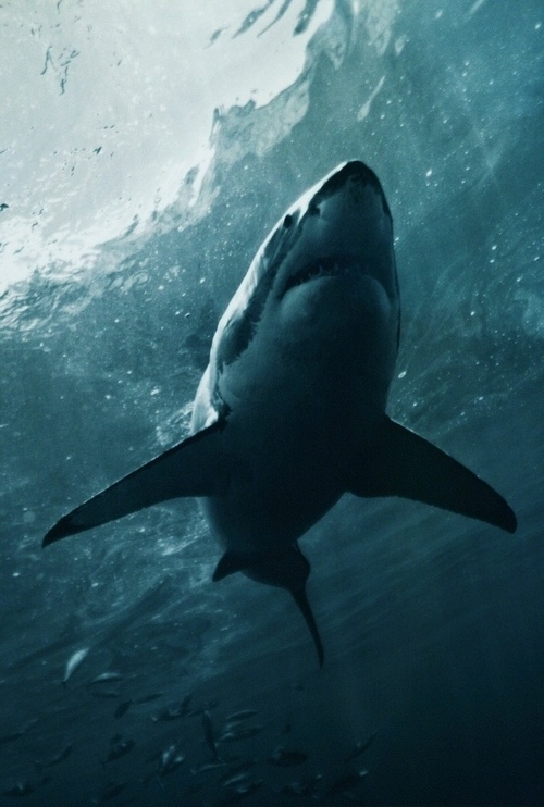 KING #shark