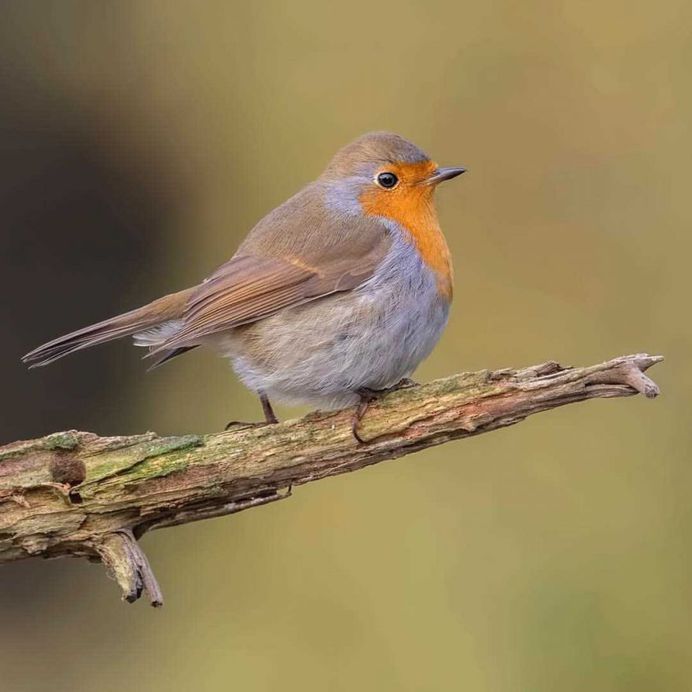 #planetbirds: Colorful Birds Photography by Rob van Mourick