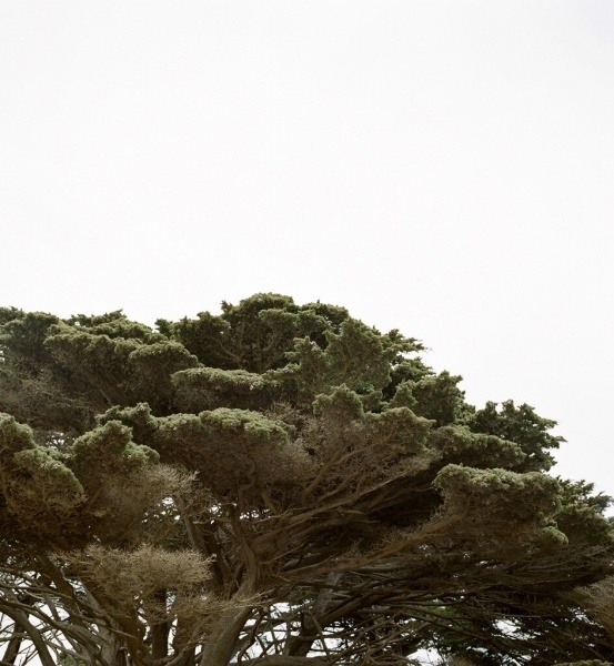 Trees #tree #sky #earth #nature #trees #green