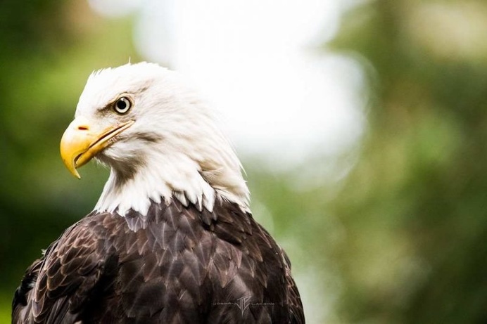 Beautiful Animals Photography by Jordan Lacsina
