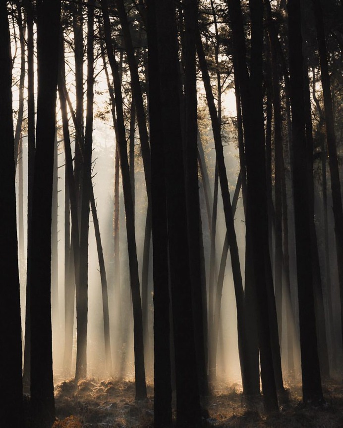 Breathtaking Forest Photography by Jakub Wencek