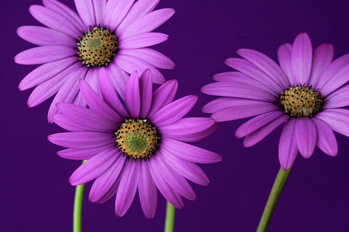 daisy painting & daisy paint by number #painting