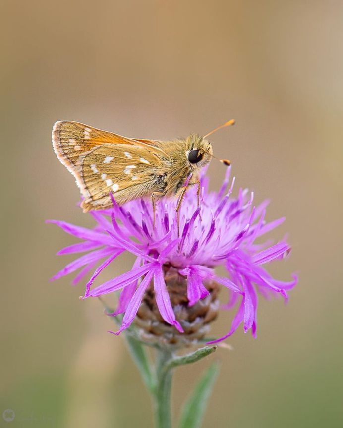 Beautiful Butterfly Pictures by Sandra Graf