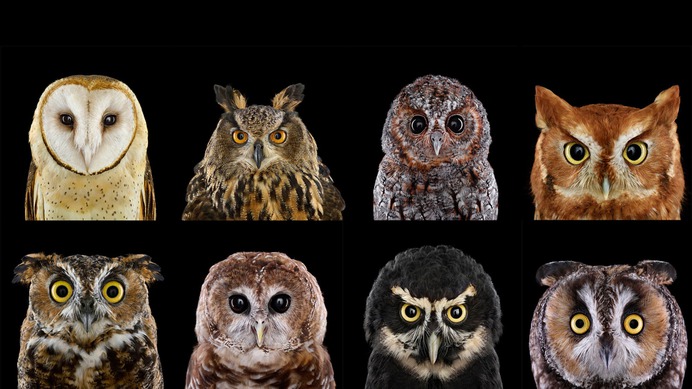 OwlGrid.jpg (2400×1350)