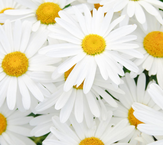 daisy painting & daisy paint by number #painting
