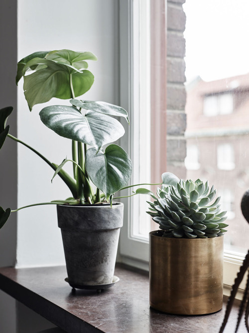 plant