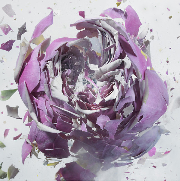 Liquid Nitrogen exploding flower by Martin Klimas #explosion #air #gun #liquide #liquid #nitrogen #klimas #azote #flower #martin