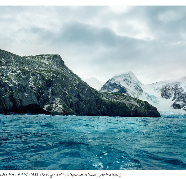 The Oldest Living Things in the World by Rachel Sussman #inspiration #photography #nature