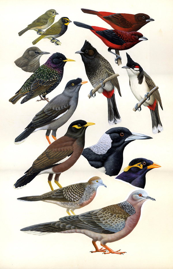 Larger Introduced Birds A Field Guide to the Birds of Hawaii and the Tropical Pacific H. Douglas Pratt #guides #field