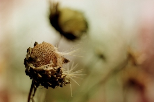 dust breeding » Archives » 409 / year three #photo #blur #thistle