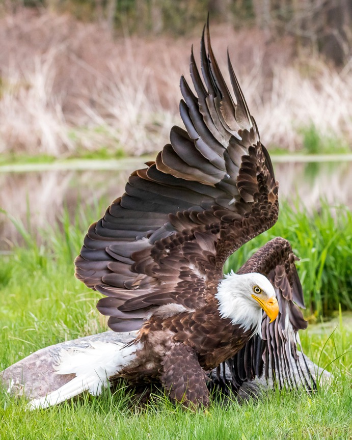 birds | Colossal