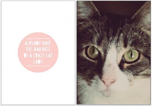 Jess Bright Design #photography #design #cats #typography