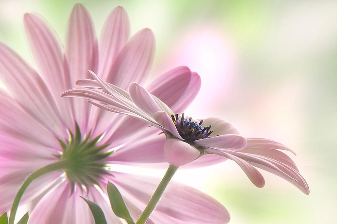 daisy painting & daisy paint by number #painting
