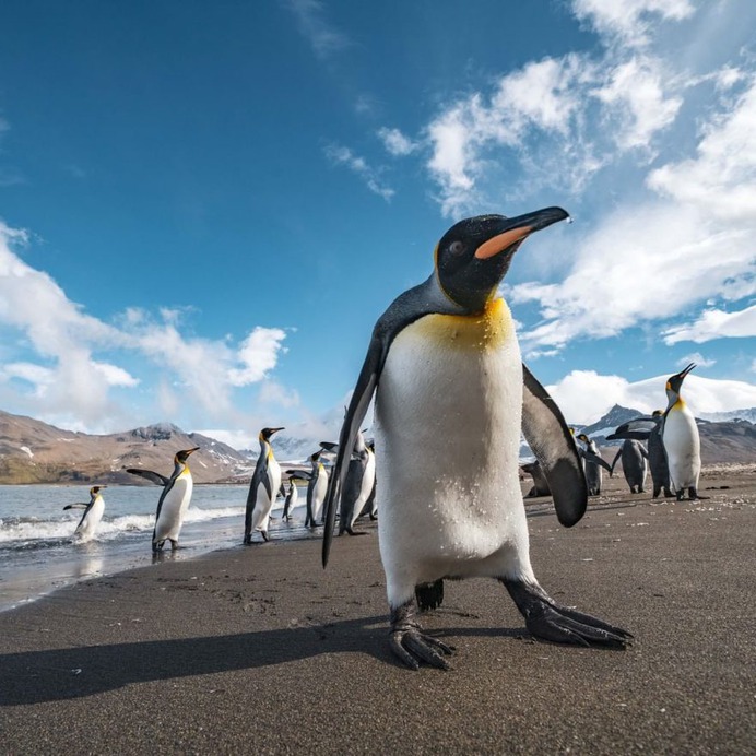 Spectacular Wildlife and Underwater Photography by Justin Hofman