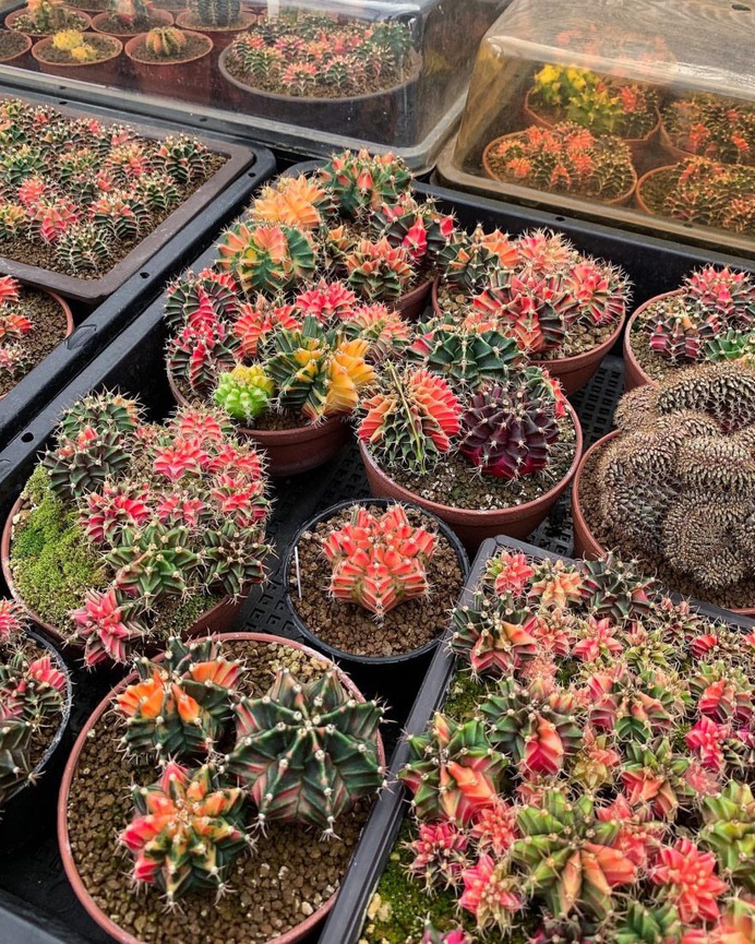 Wonderful Cactuses and Desert Plants by Wachirapol Deeprom