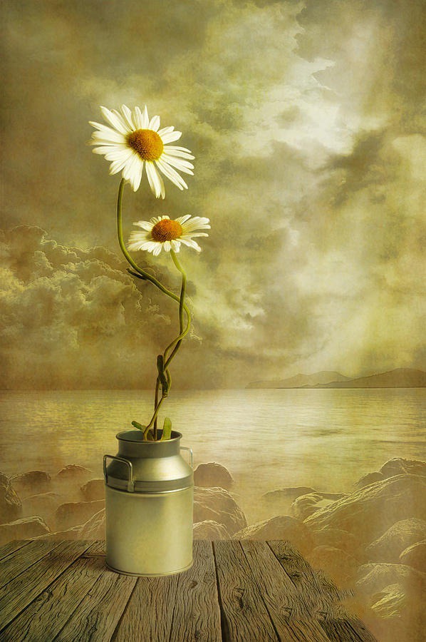 daisy painting & daisy paint by number #painting