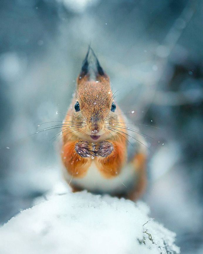 Wildlife Finland: Dreamlike Animal Portraits by Joachim Munter