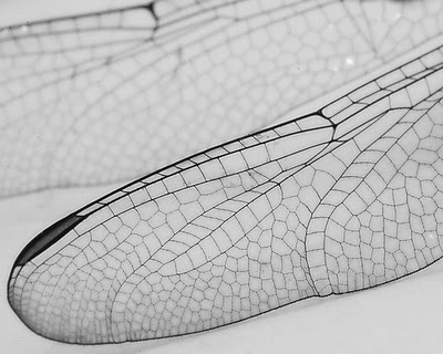 Image Spark - Image tagged #geometry #mathematics #patterns