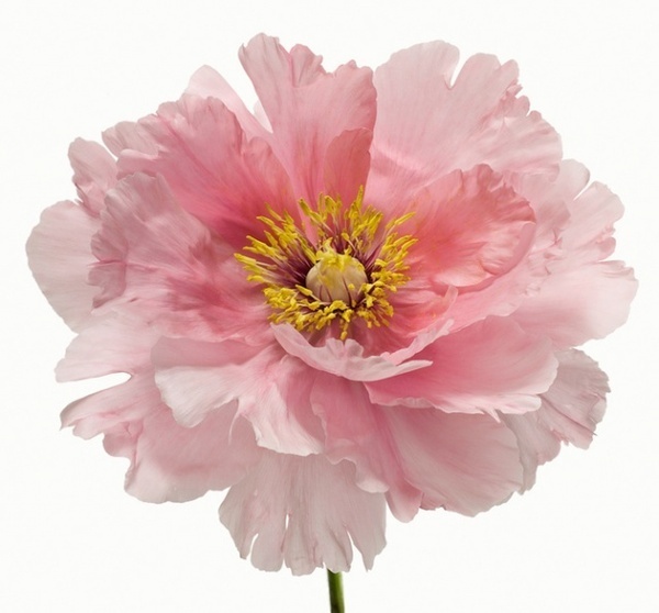 Big Blooms #inspiration #photography #macro
