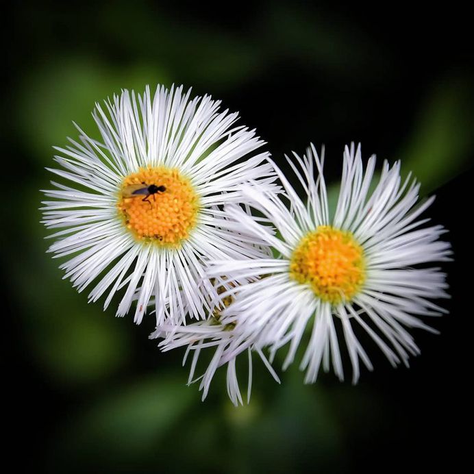 Breathtaking Flower Pictures by Photographer Matthew Busel
