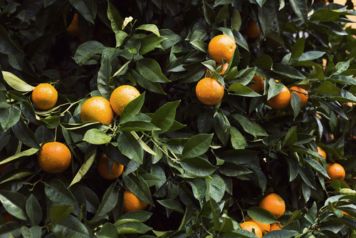 Tumblr #orange #tree