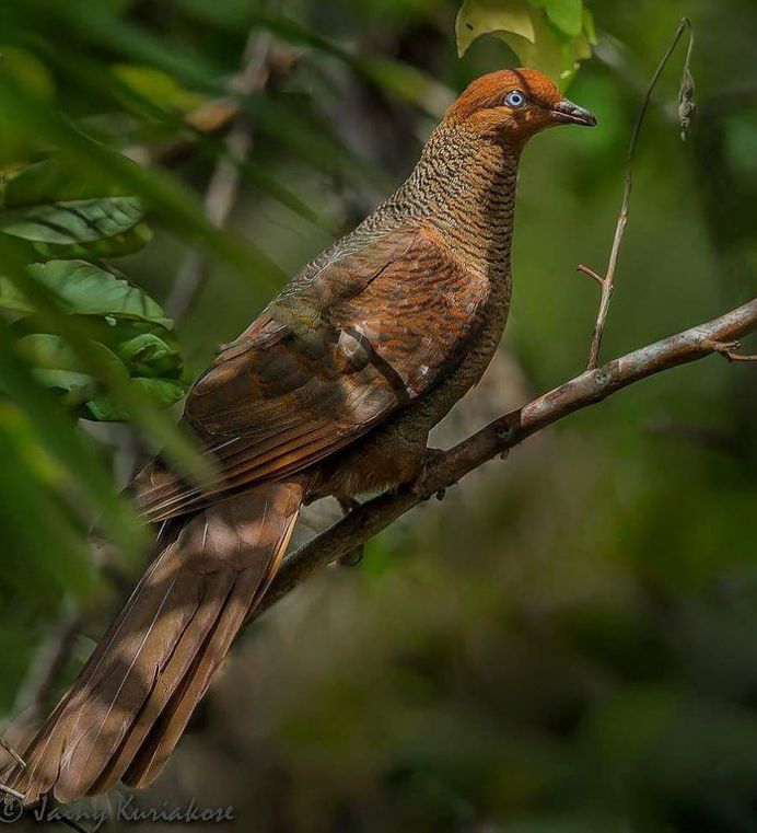 Andaman Cuckoo-dove - Great Nicobar, Andaman and Nicobar Islands, India