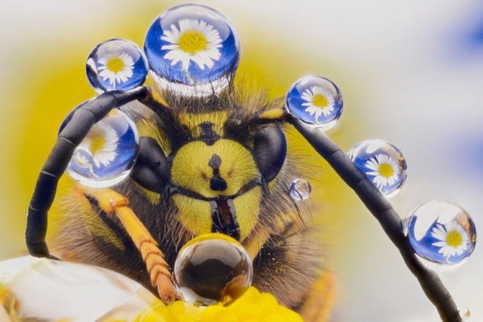 Hilarious Finalists of The Comedy Wildlife Photography Awards 2016