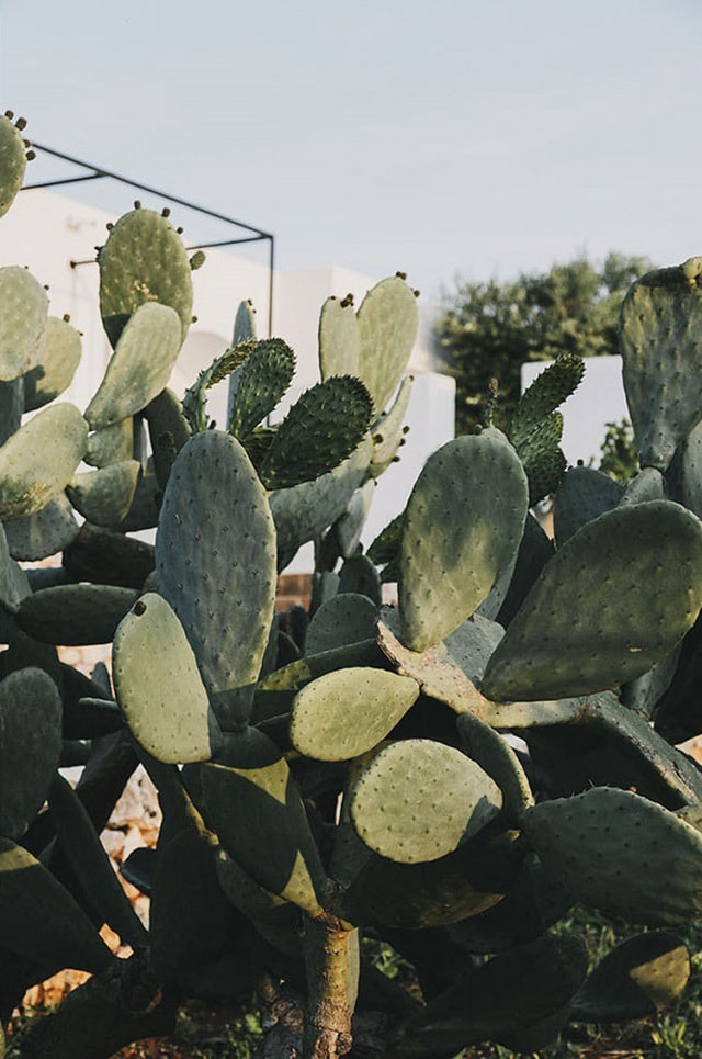 Masseria Moroseta Hotel By Andrew Trotter, Italy – Design. / Visual.
