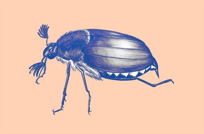 www.larabispinck.com #biro #insects #maybug #illustration #realistic #wings #blue