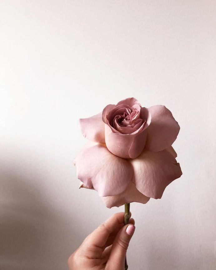 #bhgflowers: Beautiful Flower Photography by Kelsea Olivia Gaynor