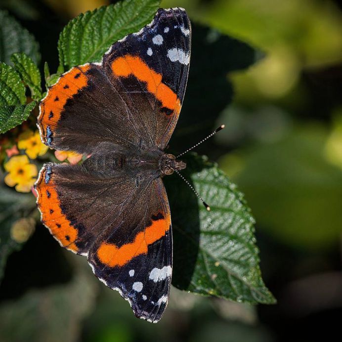 Red Admiral