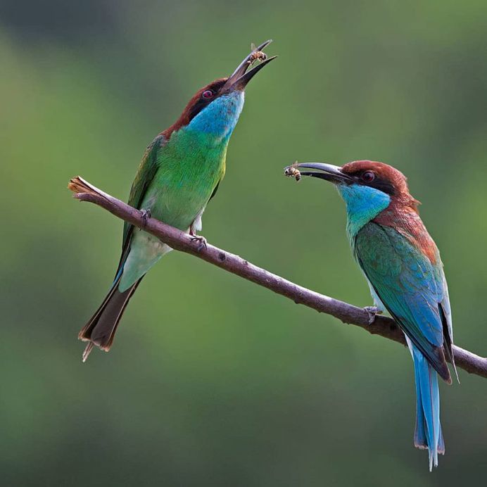 Blue-Throated Bee Eater